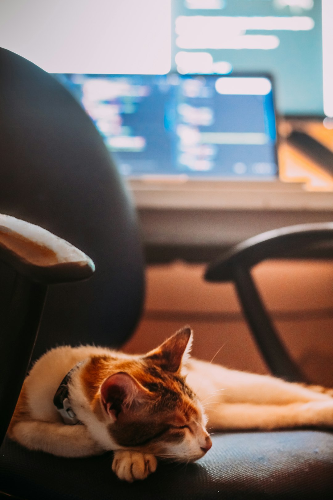 services-03 a-cat-laying-on-a-chair-in-front-of-a-computer-y9fdv-dxrw8